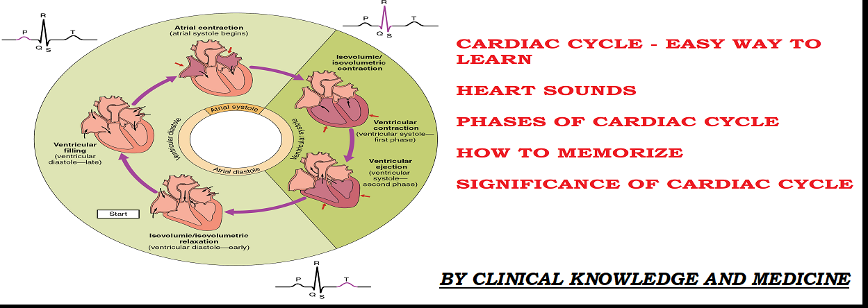 Cardiac Cycle Clinical Knowledge And Medicine